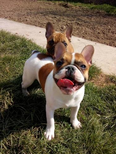 Francuski buldog štenci