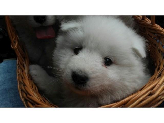 Samojed, štenci