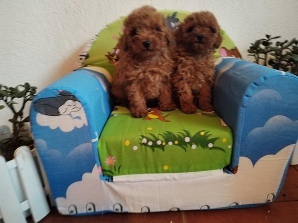 Toj-i-mini-pudle