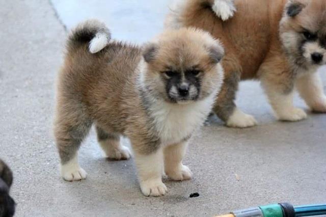 Japanska-Akita
