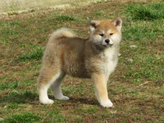 Japanska-Akita--štenci