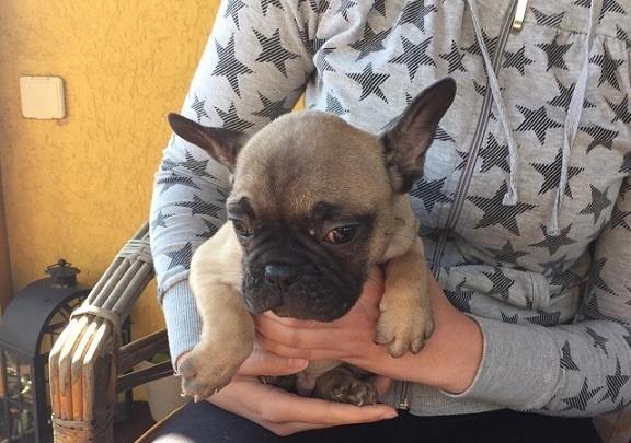 Francuski buldog