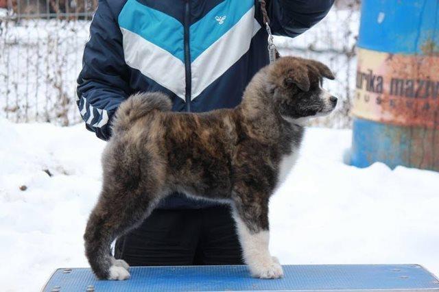 Akita inu
