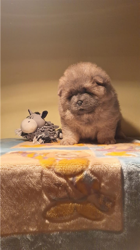 Chow Chow bebe spremne za novi dom