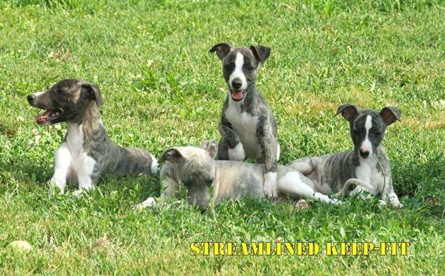 Whippet- mali engleski hrt