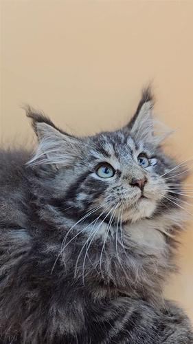 Mace Maine Coon , ogroman, tezak, vrhunski!