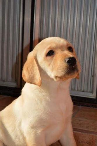 Labrador retriver stenci 