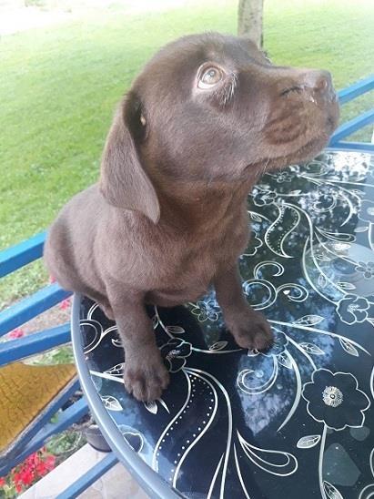 Labrador-stenci