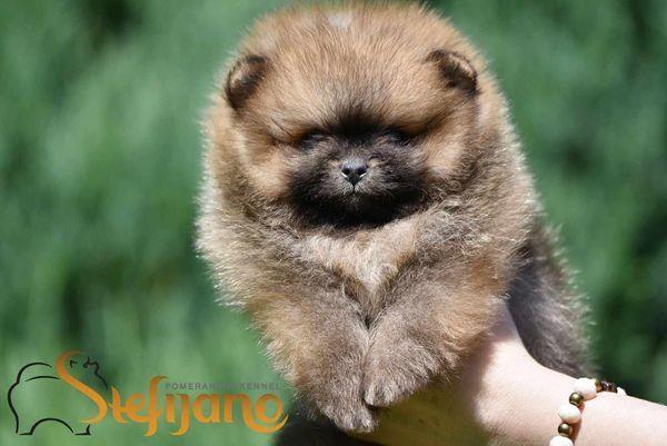 Pomeranac Boo ženkice