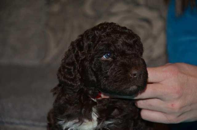 Lagotto Romagnolo štenci