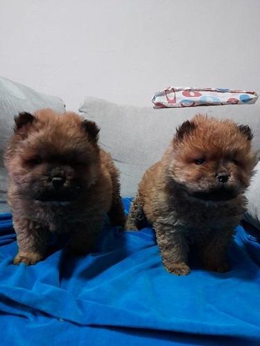 Chow chow cau cau stenad