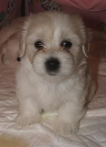 COTON DE TULEAR - štenci
