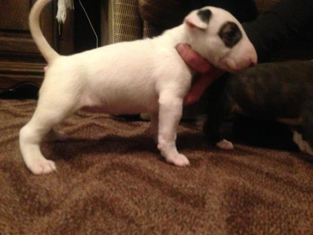 Bullterrier stenci 
