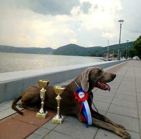 Vajmarski pticar, zenka