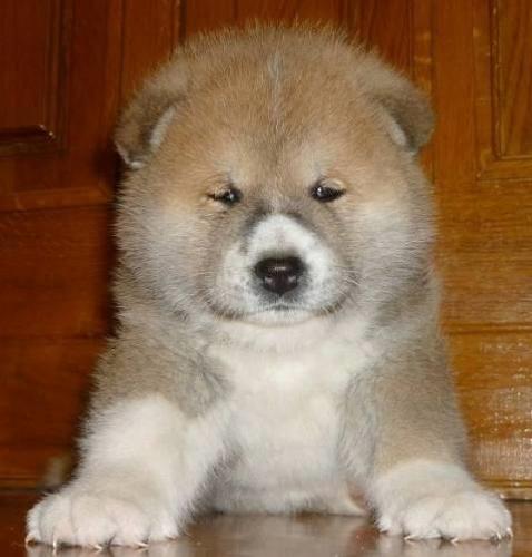 Akita Inu, stenci