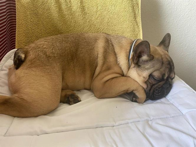 Francuski buldog štenci