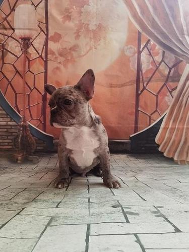 Merle stene francuskog buldoga