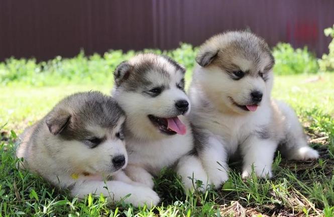 Akita inu i aljaski malamut stenci na prodaju 