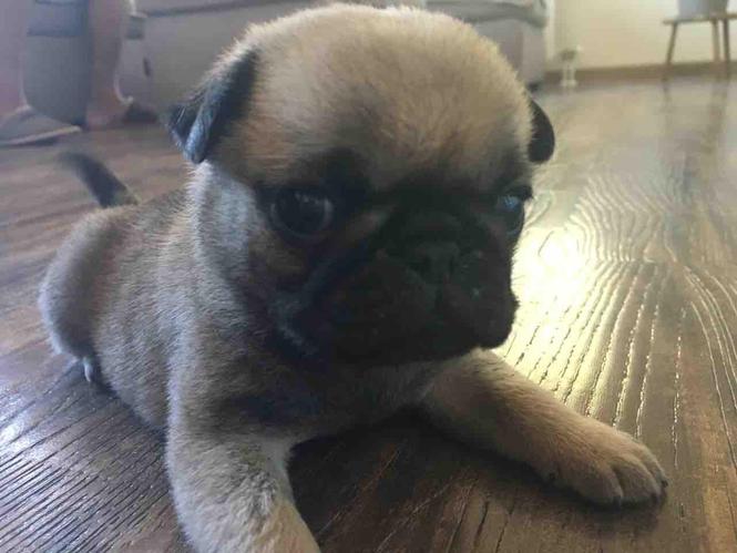 Mops muško štene