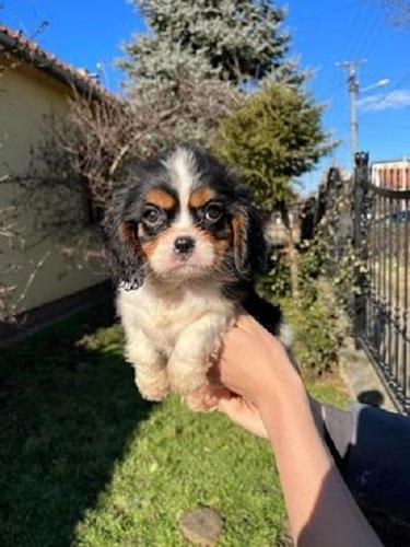 Cavalier king Charles spaniel 