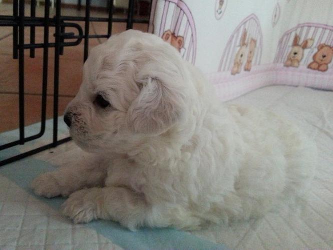 pudla