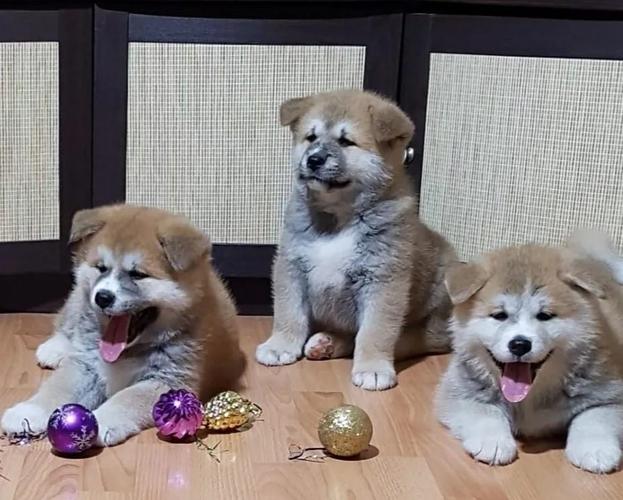 Akita inu japanska i Americka stenci
