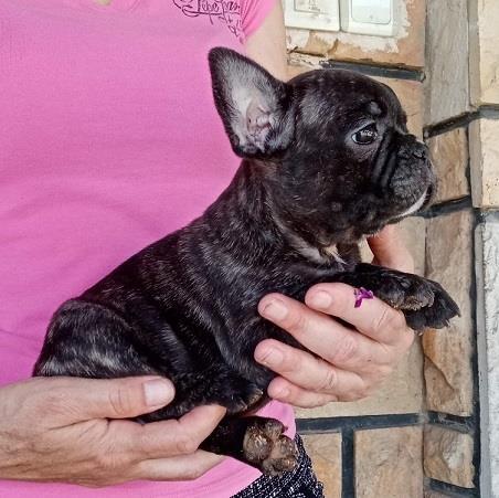 Francuski-buldog-štenci