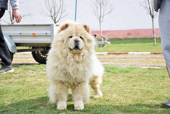 Chow chow cau cau stenad
