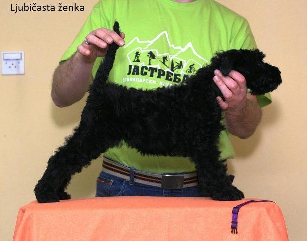 Kerry Blue Terrier stenci - vrhunskog porekla
