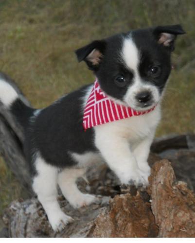 Chihuahua Puppies