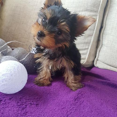 Muški i ženski yorkie štenad.
