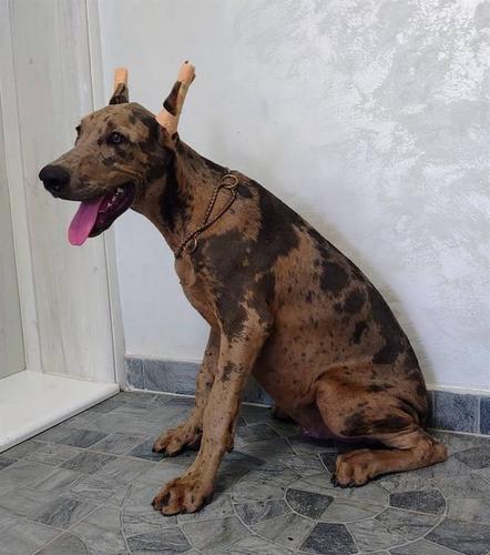 Doberman štenci 