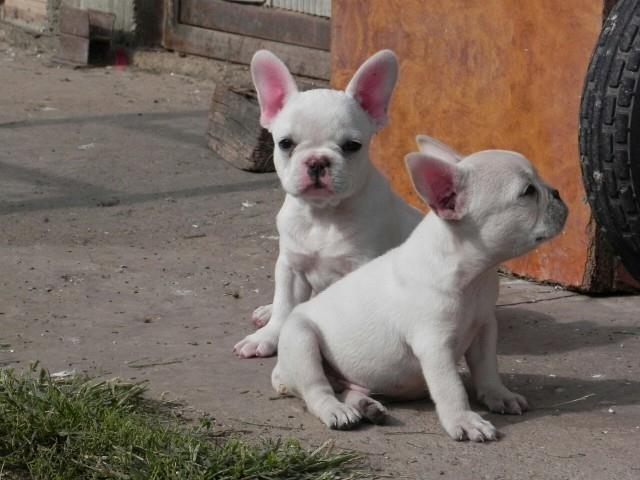 Francuski buldog stenci