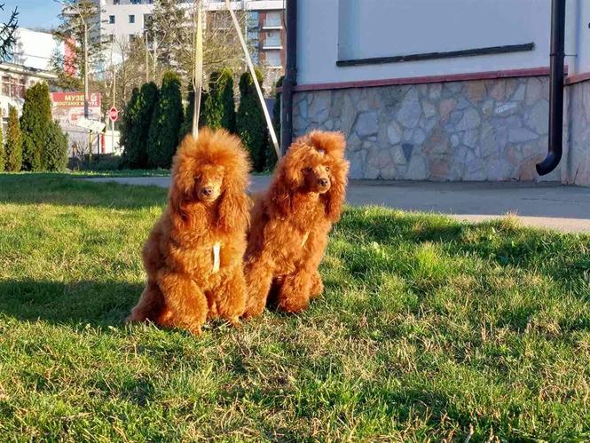 Na prodaju crvene Toy Pudle