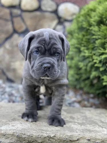 Cane corso
