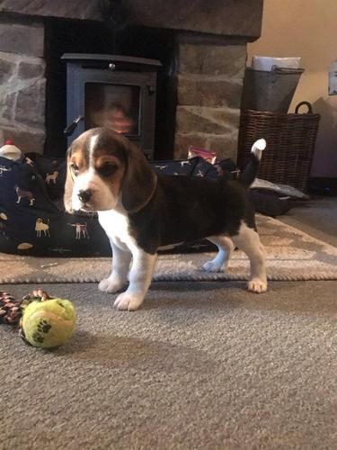 Dostupni štenad Beagle