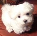 maltese