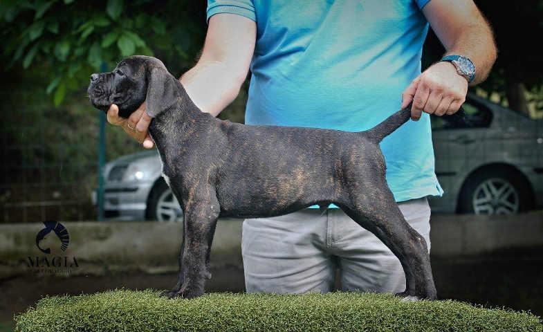 CANE-CORSO-stenci-vrhunskog-kvaliteta