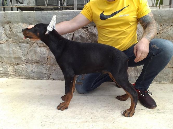 stene dobermana