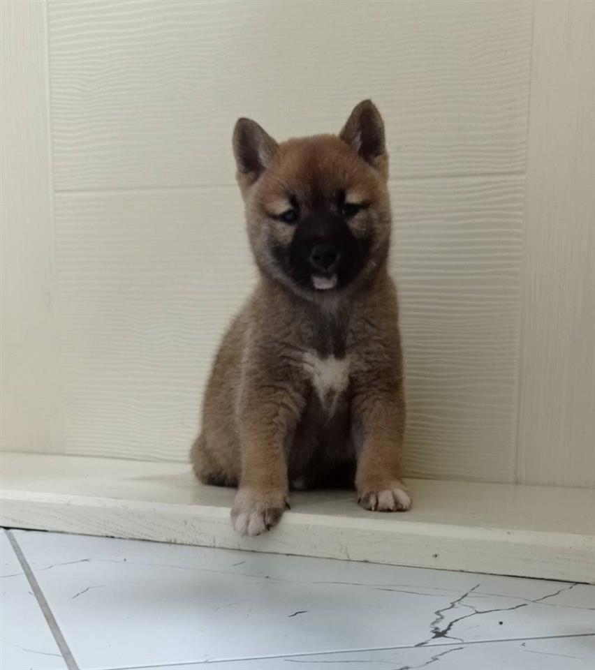 shiba-inu