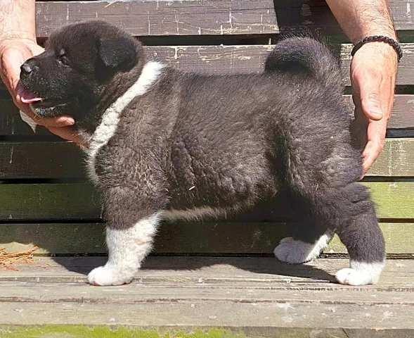 Americka Akita, stenci