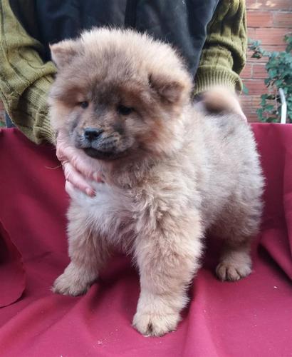 Chow chow 