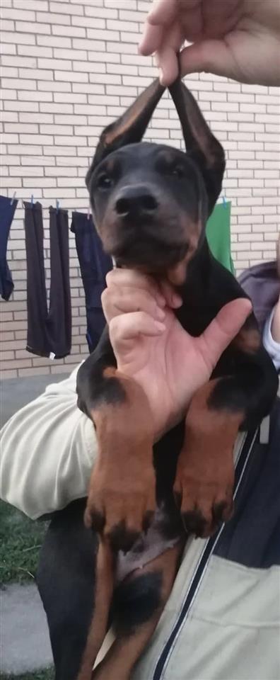 Doberman-štenci