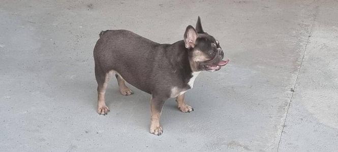 Francuski buldog  