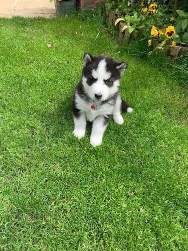 Puppies bukuroshe të butë siberian për shitje