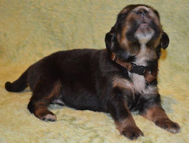 TIBETSKI-MASTIFF---vrhunski-stenci