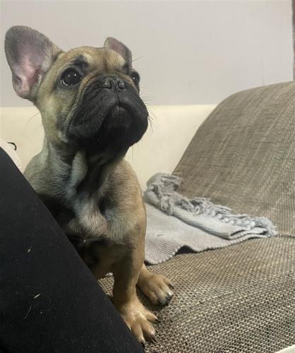 Francuski buldog