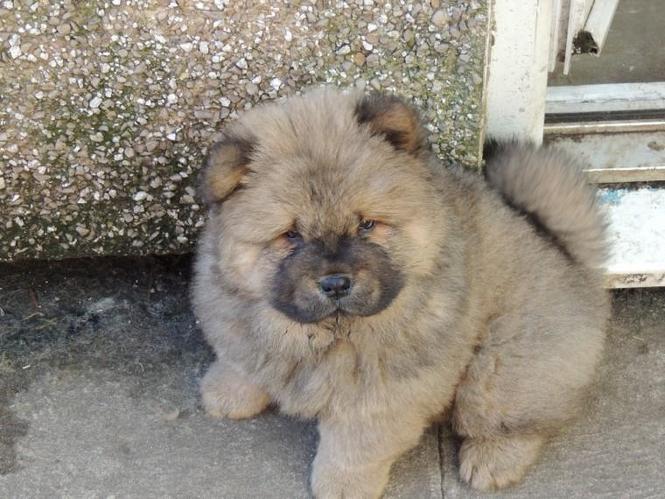 Chow chows availabel kc reg