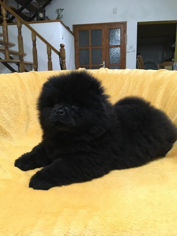 Chow-chow-stenci