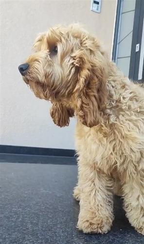 Cockapoo